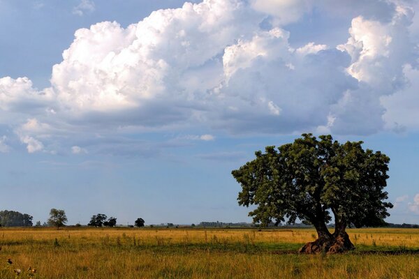 Ein Baum mit großen Wurzeln