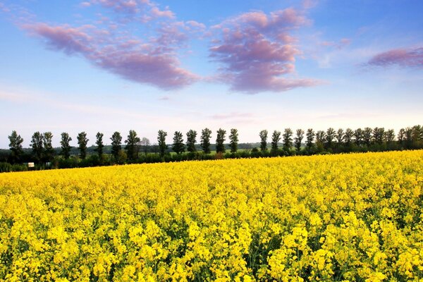 Hermoso campo con flores amarillas