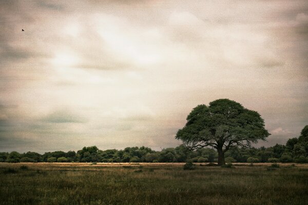 Landscape tree on the background of sky and sunset