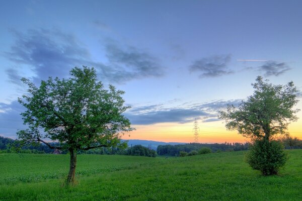 Paysage de nature avec arbre et herbe