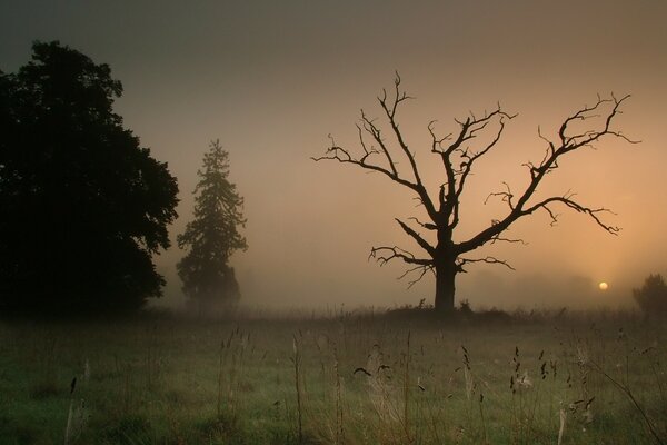 Coucher de soleil, brouillard et et l arbre comme un symbole d adieu