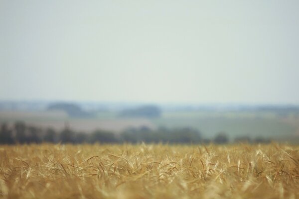 Wheat field shot close up