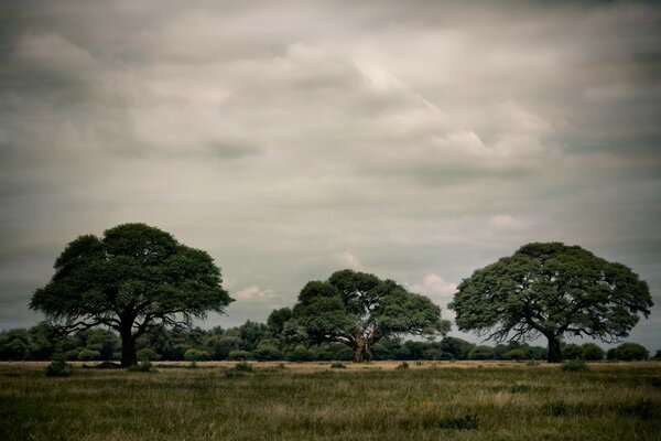 Trees under a cloudy sky in gloomy colors