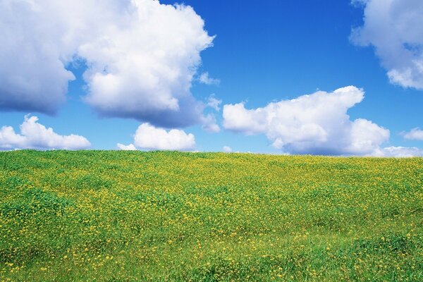 Wiese mit blühenden Gräsern und blauer Himmel