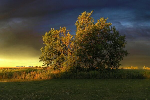 A yellowing tree in an autumn landscape