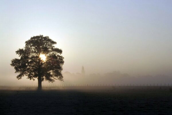 Ein Baum im Nebel. Dämmerung auf dem Feld