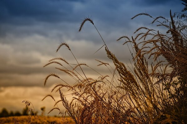 Wheat ears in the clouds