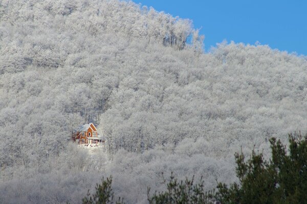 Casa solitaria detrás de los árboles cubiertos de nieve