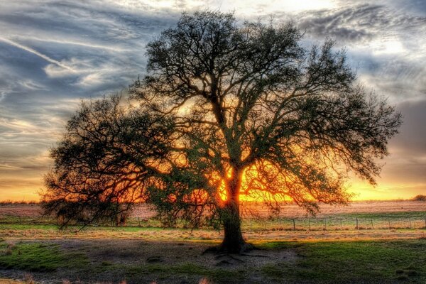 Einsamer trauriger Baum bei Sonnenuntergang