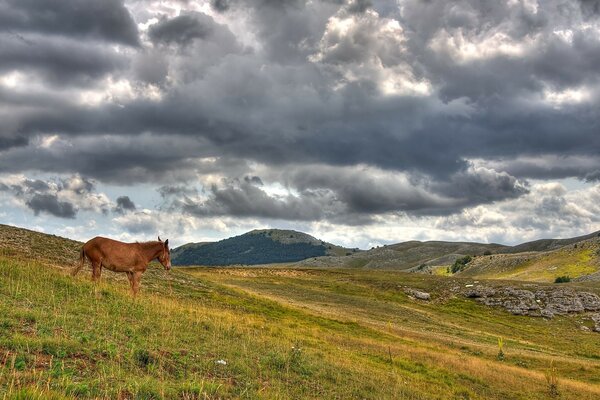 Landschaft Pferd im Freien auf Himmelshintergrund