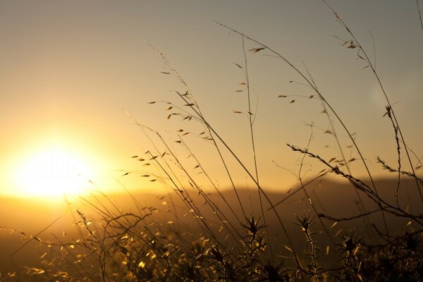 Die Sonne untergeht vor dem Hintergrund des Grases