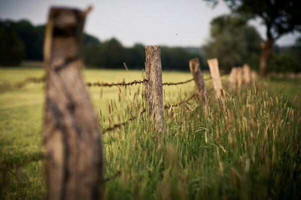 A low fence in the green grass