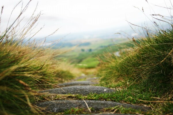 Paysage d herbe dans un champ de bonne nature