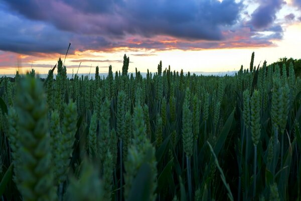 Puesta de sol en un campo de trigo