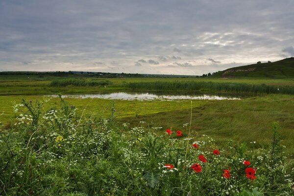 A meadow with herbs near a small river