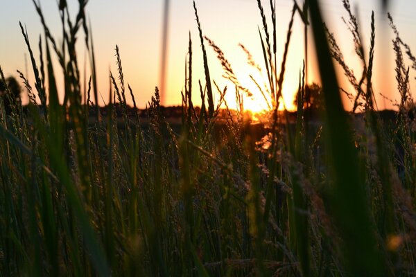 Sonnenuntergang durch hohes Gras