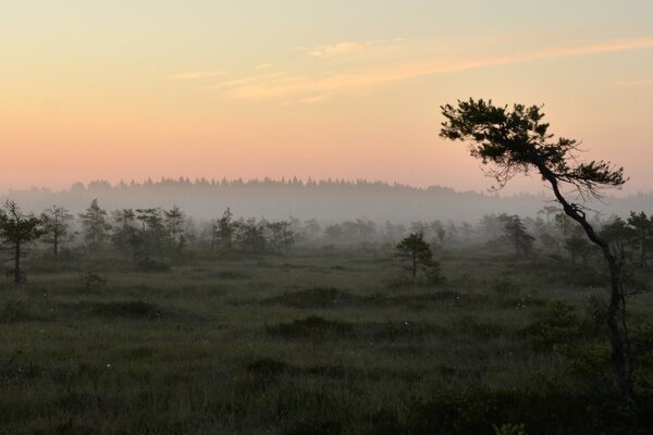 Árboles individuales contra el bosque de niebla en la mañana