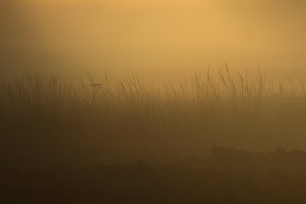 Im Morgengrauen in Nebel gehülltes Feld