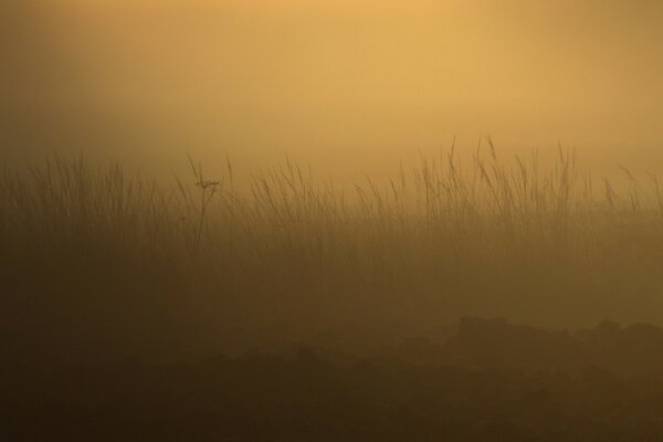 黎明时被雾笼罩的田野