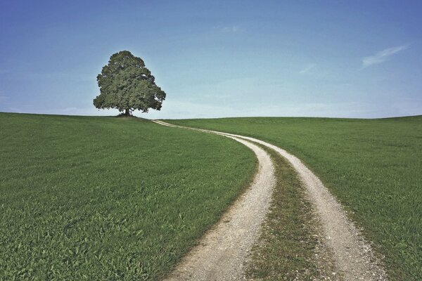 A lonely tree and a road stretching away into the distance