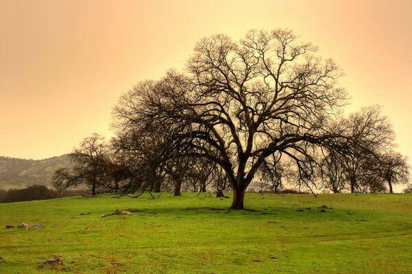 Ein einsamer, weitläufiger Baum mitten auf einem Feld