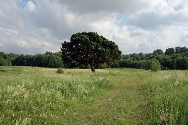 A lonely tree stands in the middle of the field