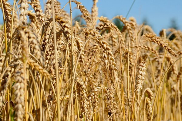 Ripe ears of wheat, it s time to mow