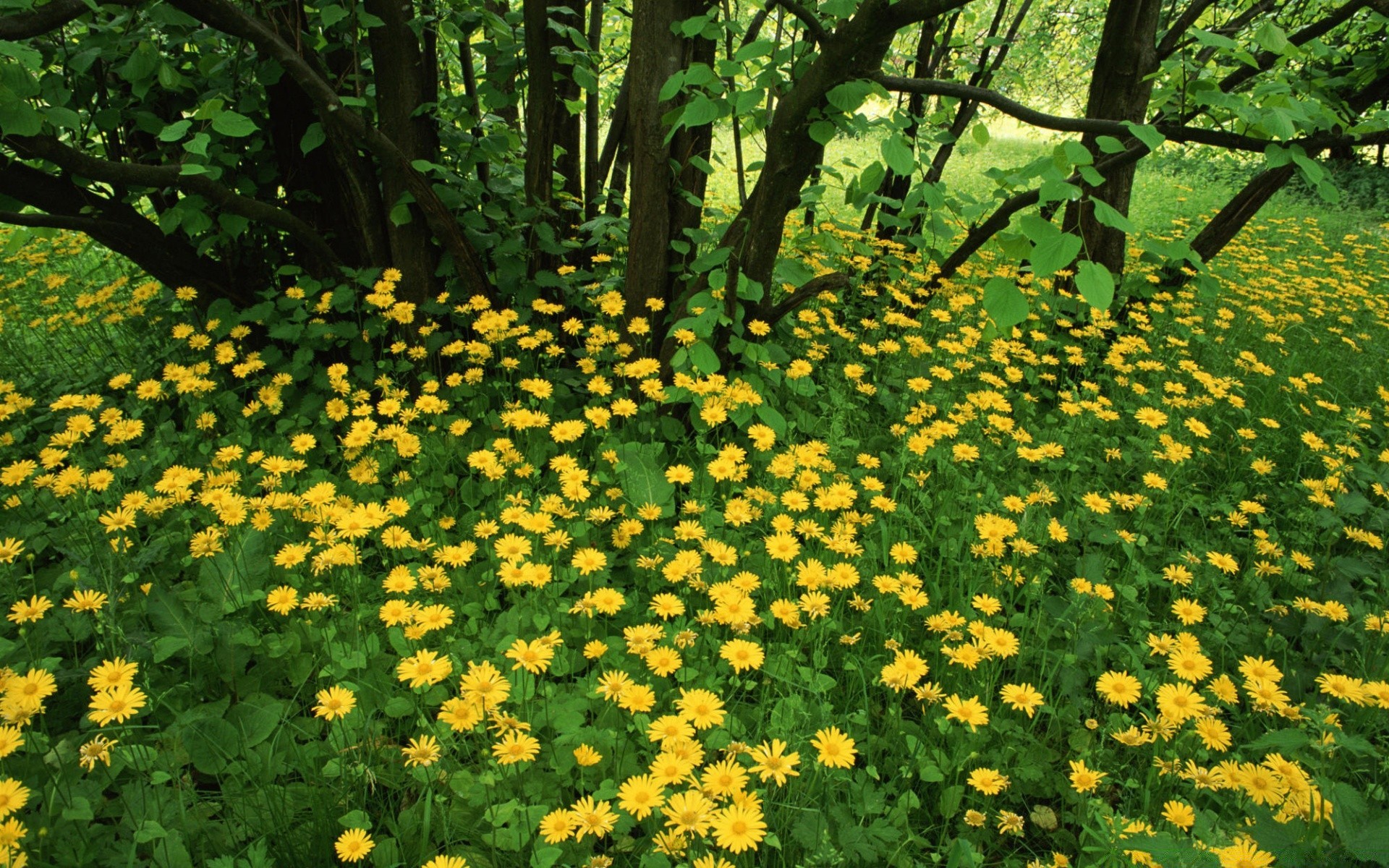 paysage fleur nature flore feuille jardin été floral à l extérieur parc saison croissance bluming lumineux herbe beau temps couleur soleil pétale environnement