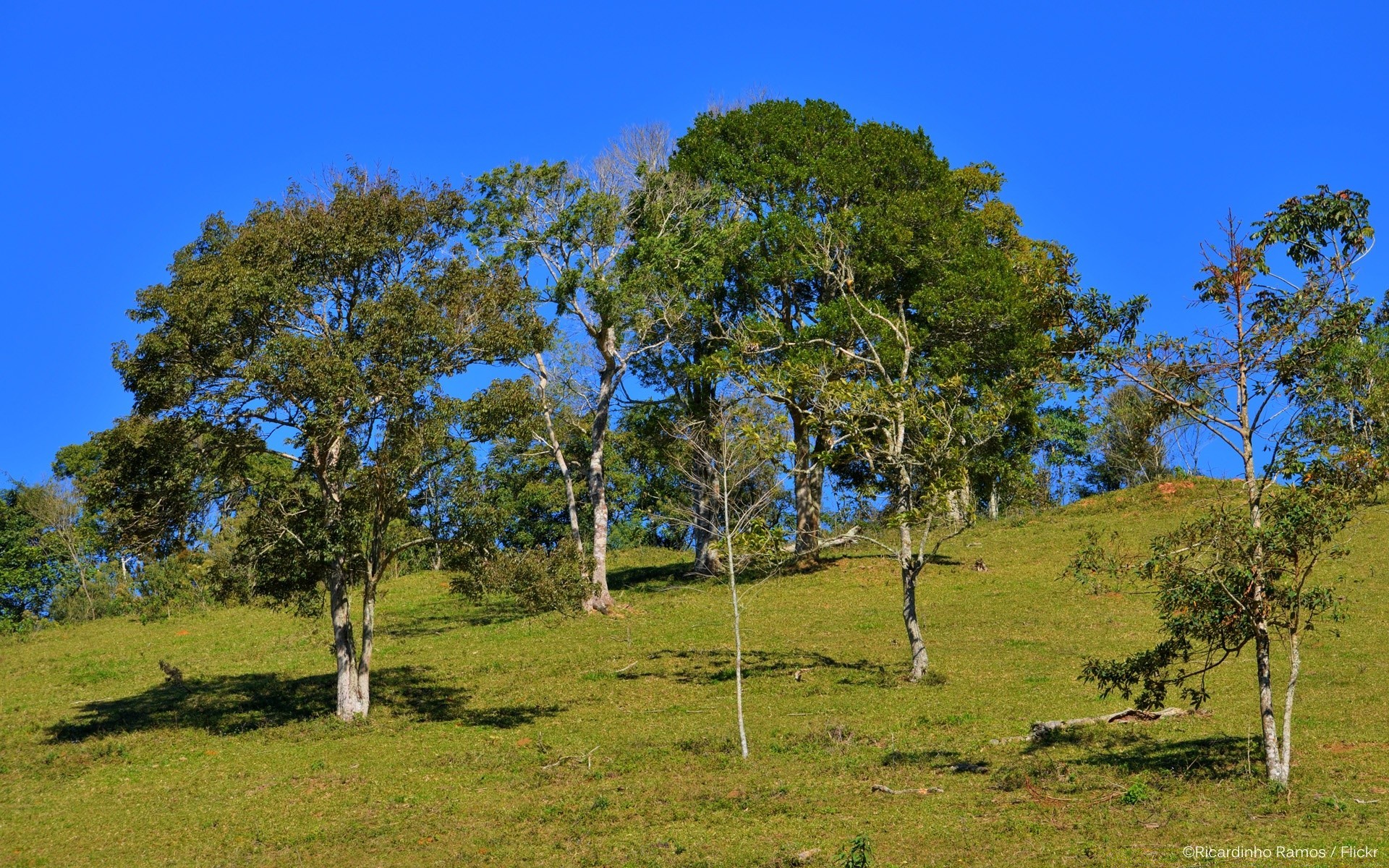 paesaggio albero paesaggio natura erba legno cielo all aperto estate rurale campagna fieno flora ambiente scenico parco spettacolo paese campo bel tempo