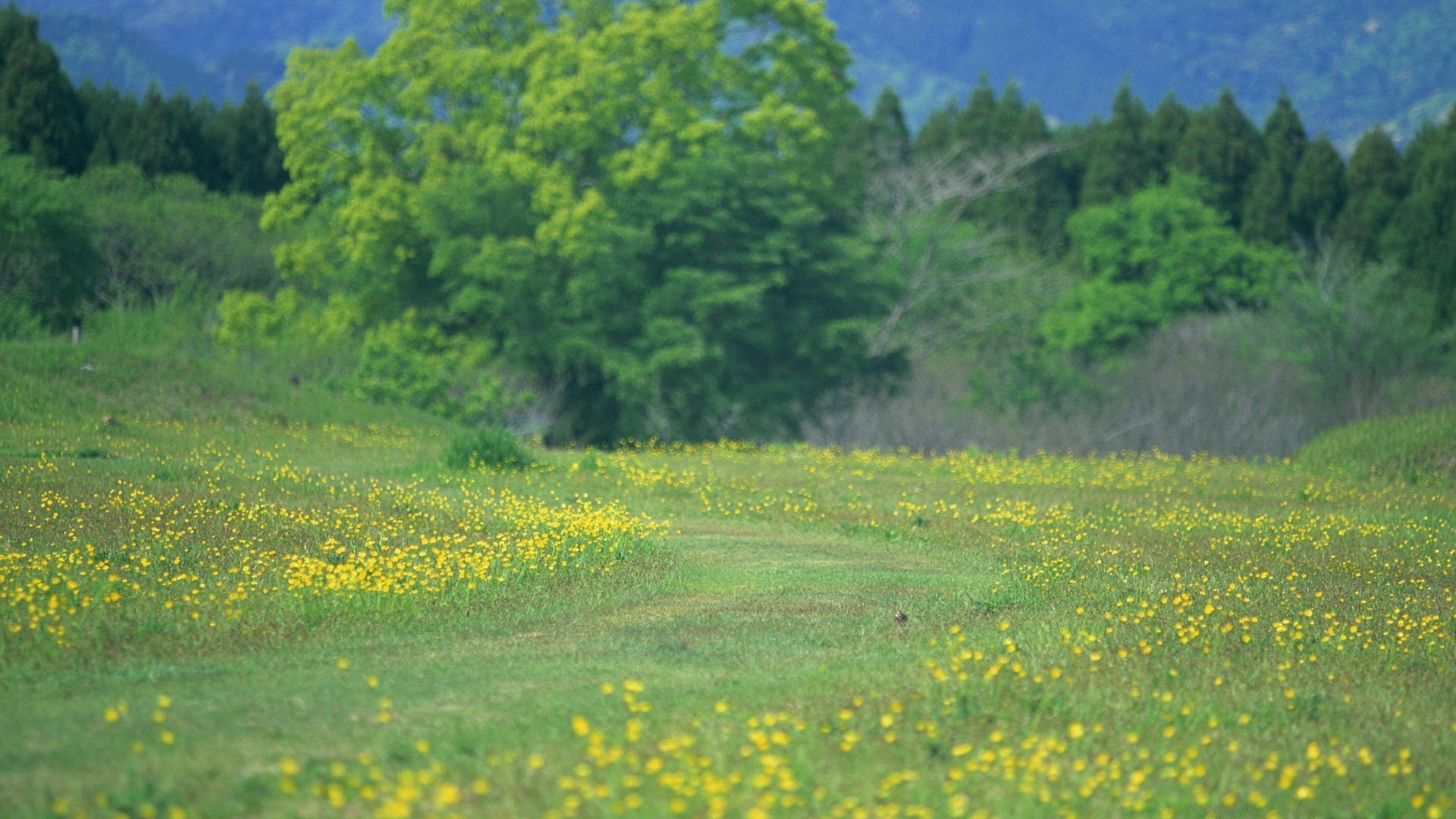 paisagens paisagem natureza campo rural feno flor árvore agricultura verão ao ar livre grama cênica campo flora madeira cena ambiente fazenda pastagem