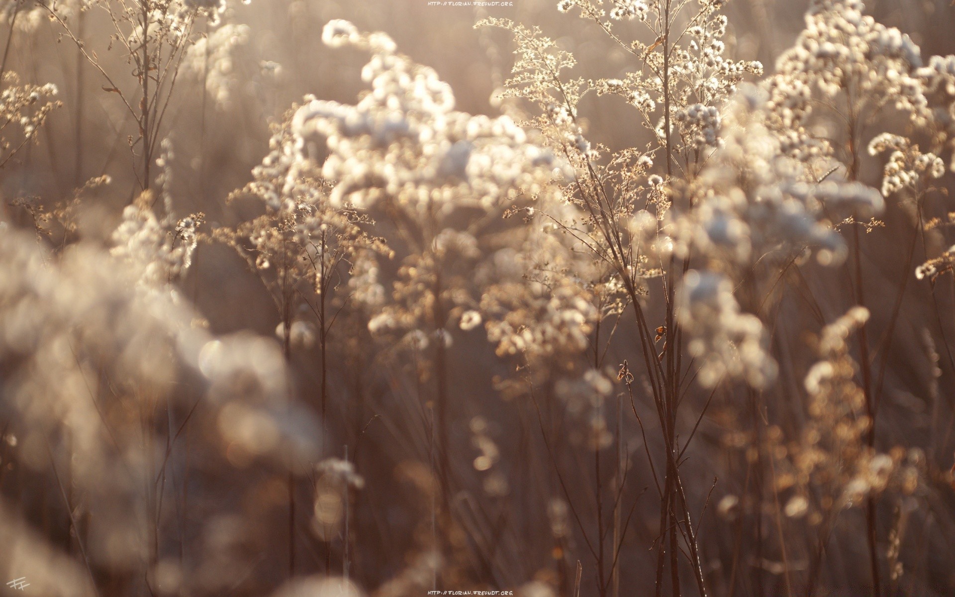 landscapes nature winter frost season outdoors field fair weather snow flower sun tree rural dawn landscape bright grass flora summer weather