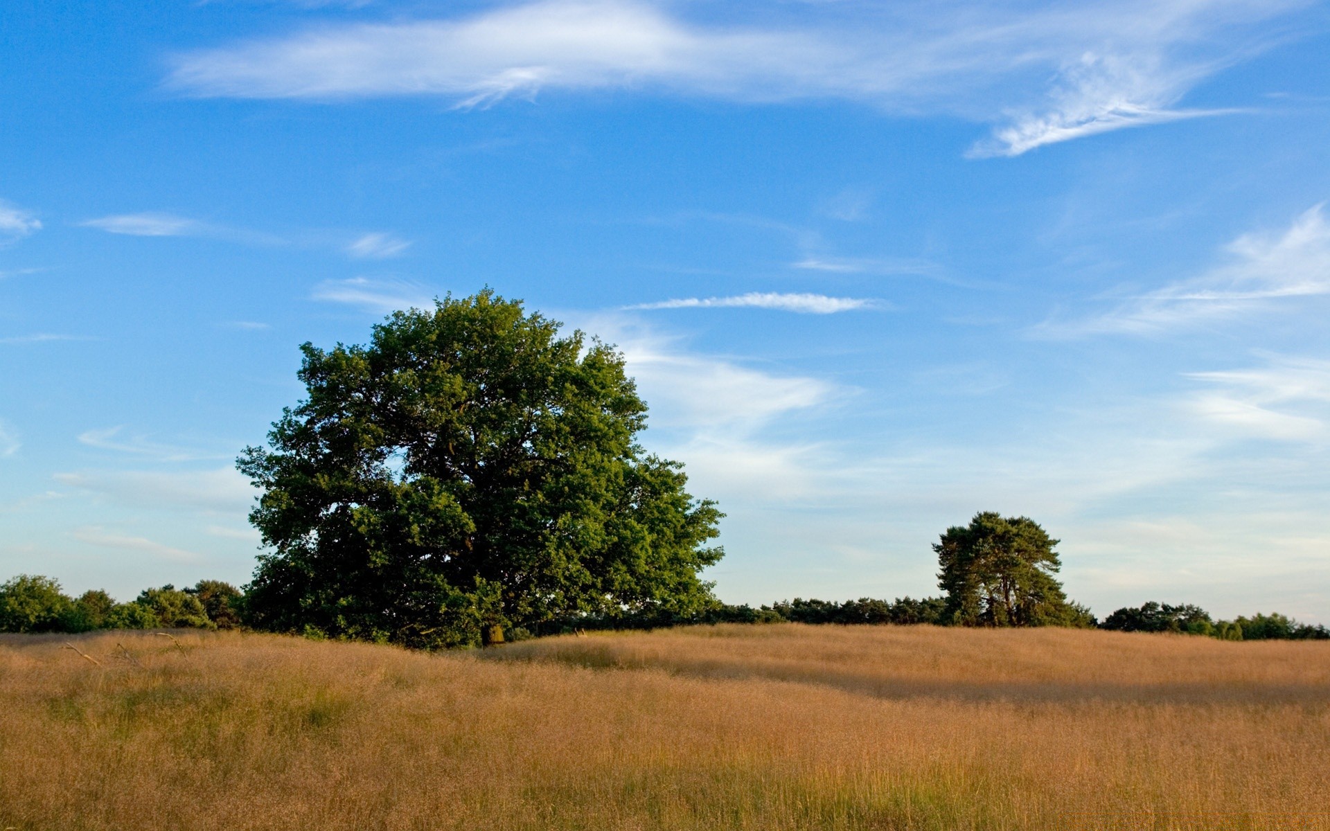 paisaje paisaje árbol cielo naturaleza campo hierba al aire libre tierras cultivadas pastizales agricultura luz del día heno granja campo medio ambiente horizonte