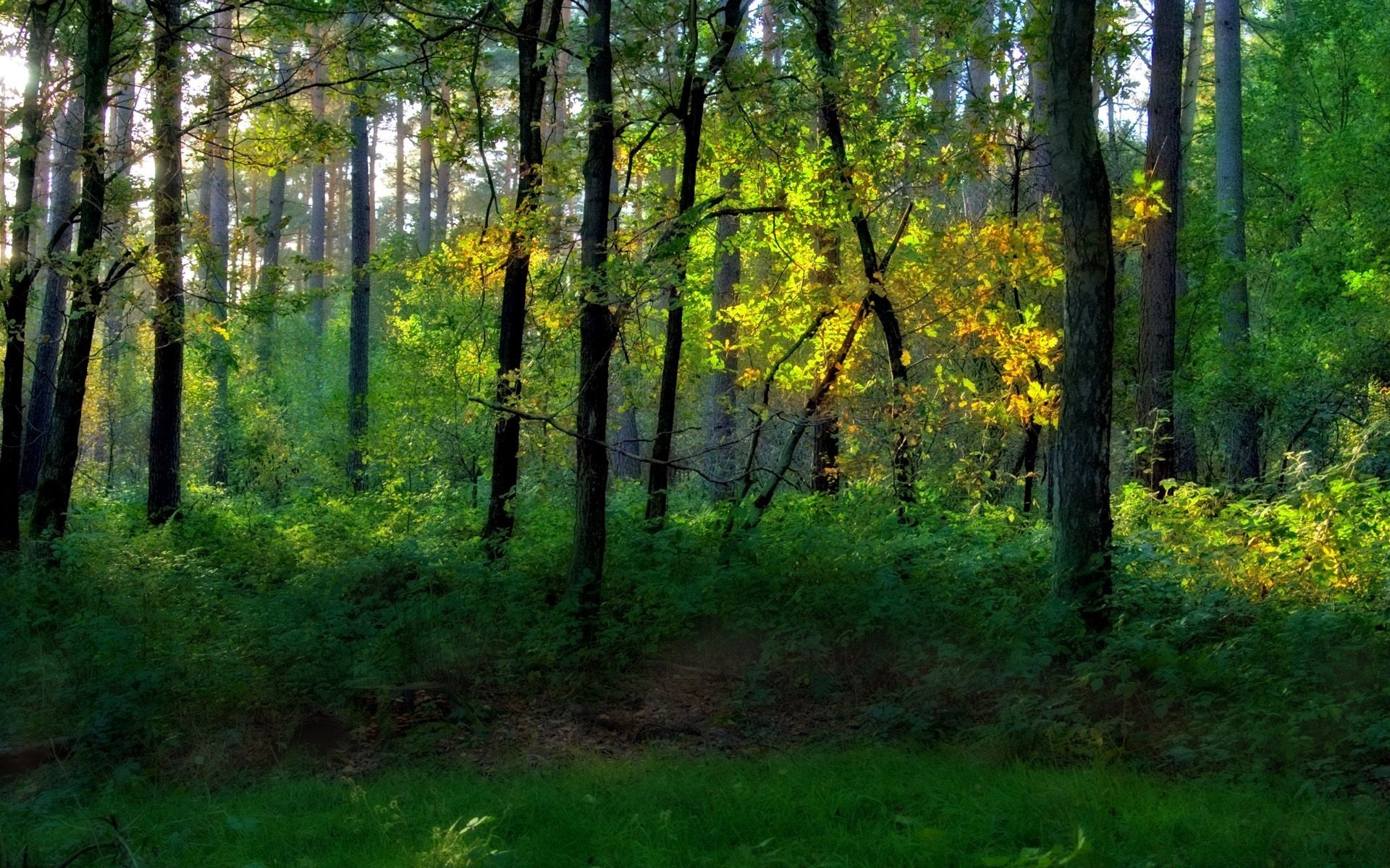 paesaggio legno paesaggio albero natura parco foglia bel tempo ambiente scenico lussureggiante sole autunno all aperto stagione guida alba strada paesaggio luce del giorno