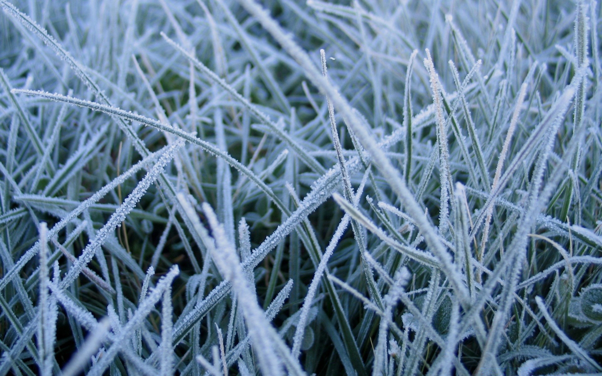 paysage gel herbe congelé nature flore givré hiver neige bureau à l extérieur saison froid feuille glace texture météo glacial gros plan