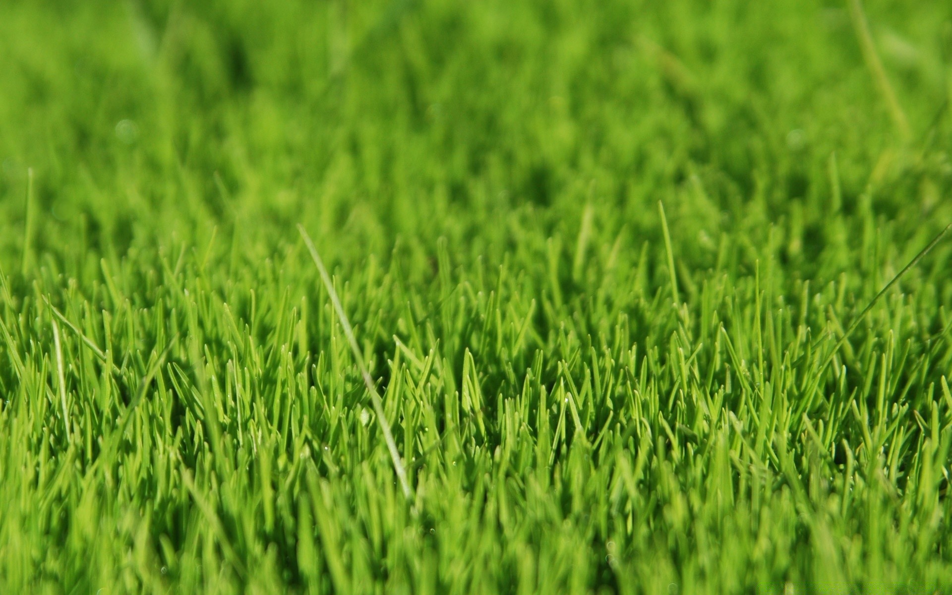 paesaggio erba crescita prato campo tappeto erboso fieno flora lussureggiante terreno ambiente lama foglia terra giardino agricoltura estate azienda agricola cortile ecologia freschezza