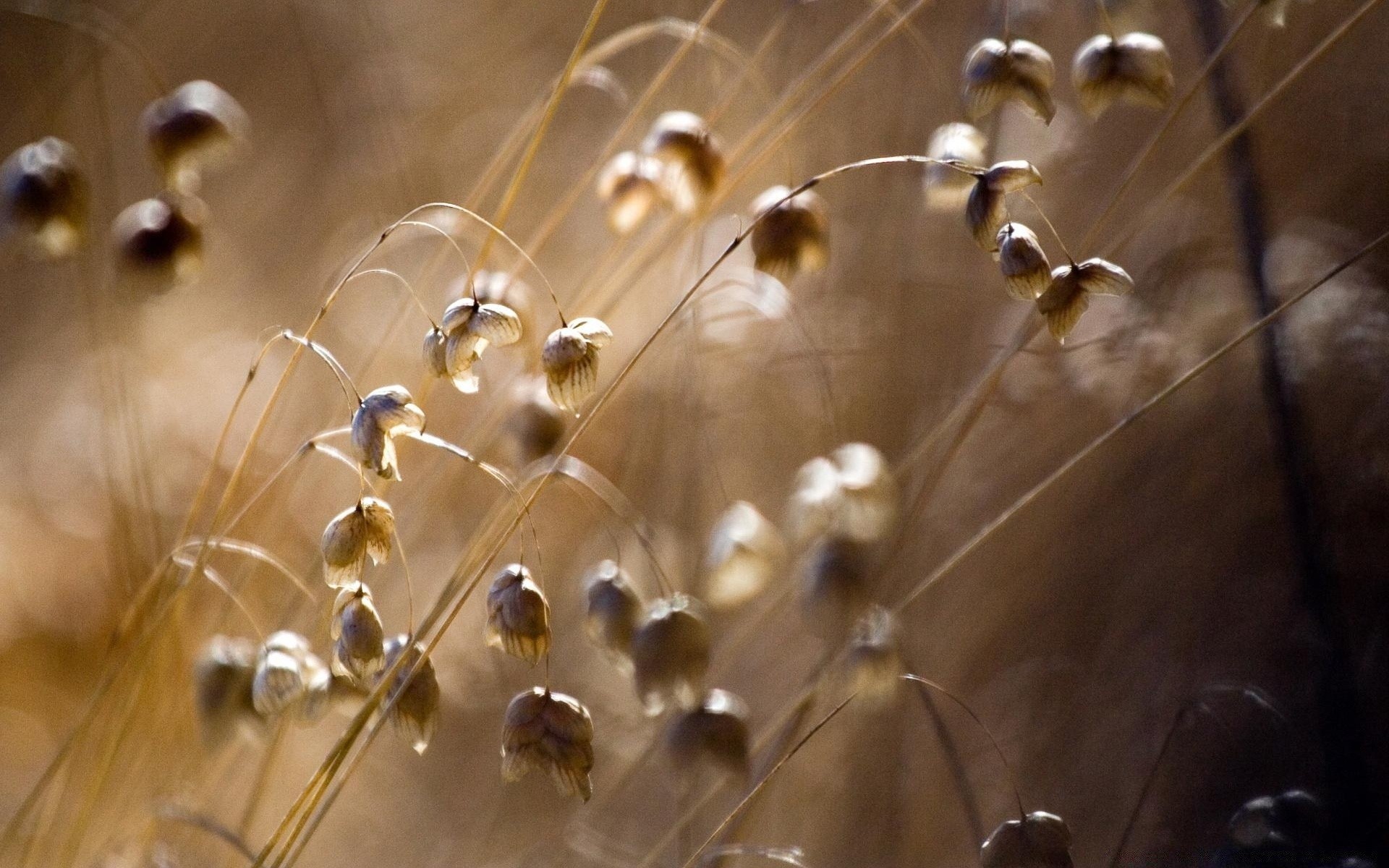 landscapes nature gold chemistry atom particle spider blur biology