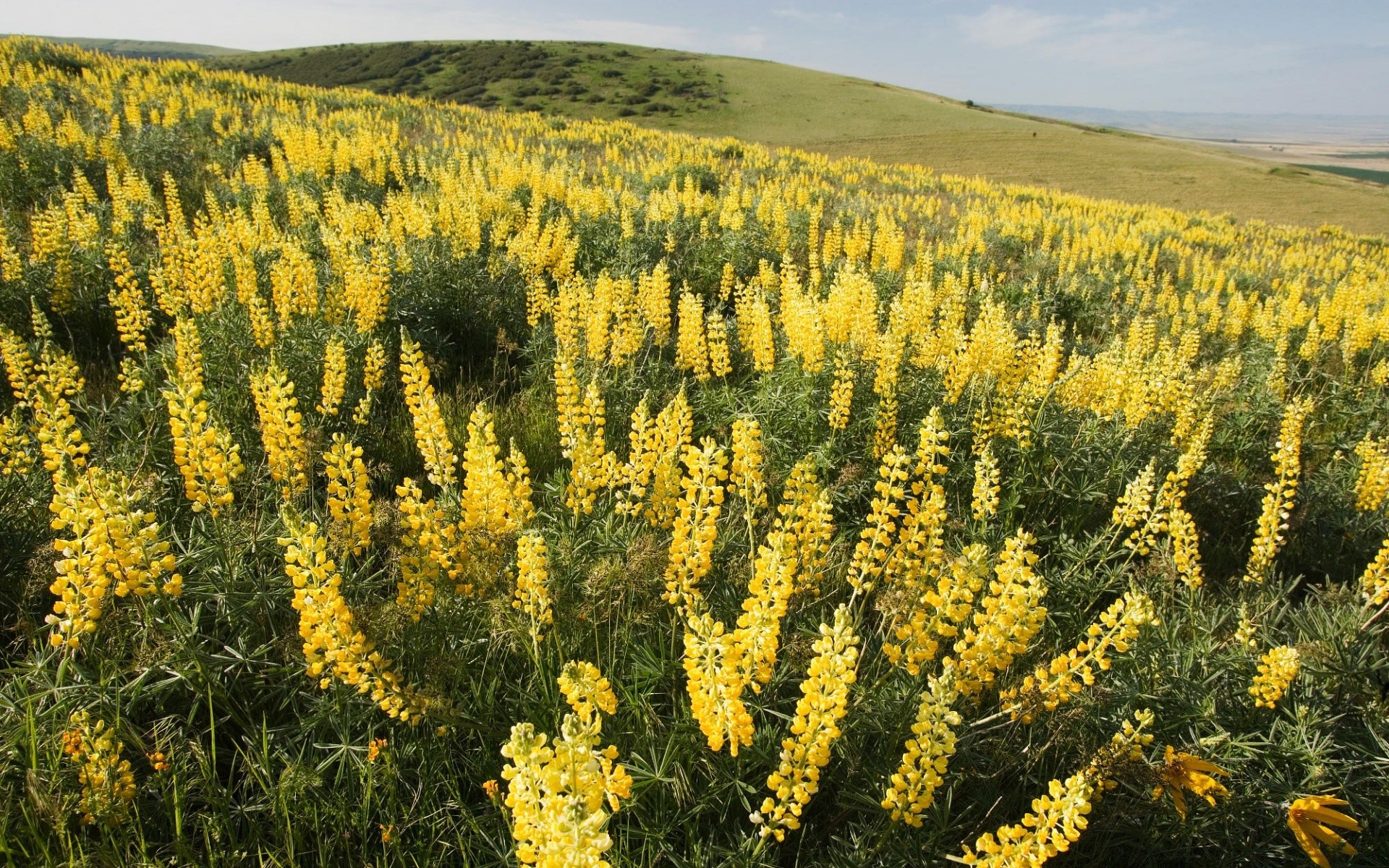 landscapes nature outdoors flower flora field summer landscape hayfield fair weather growth grass sun agriculture