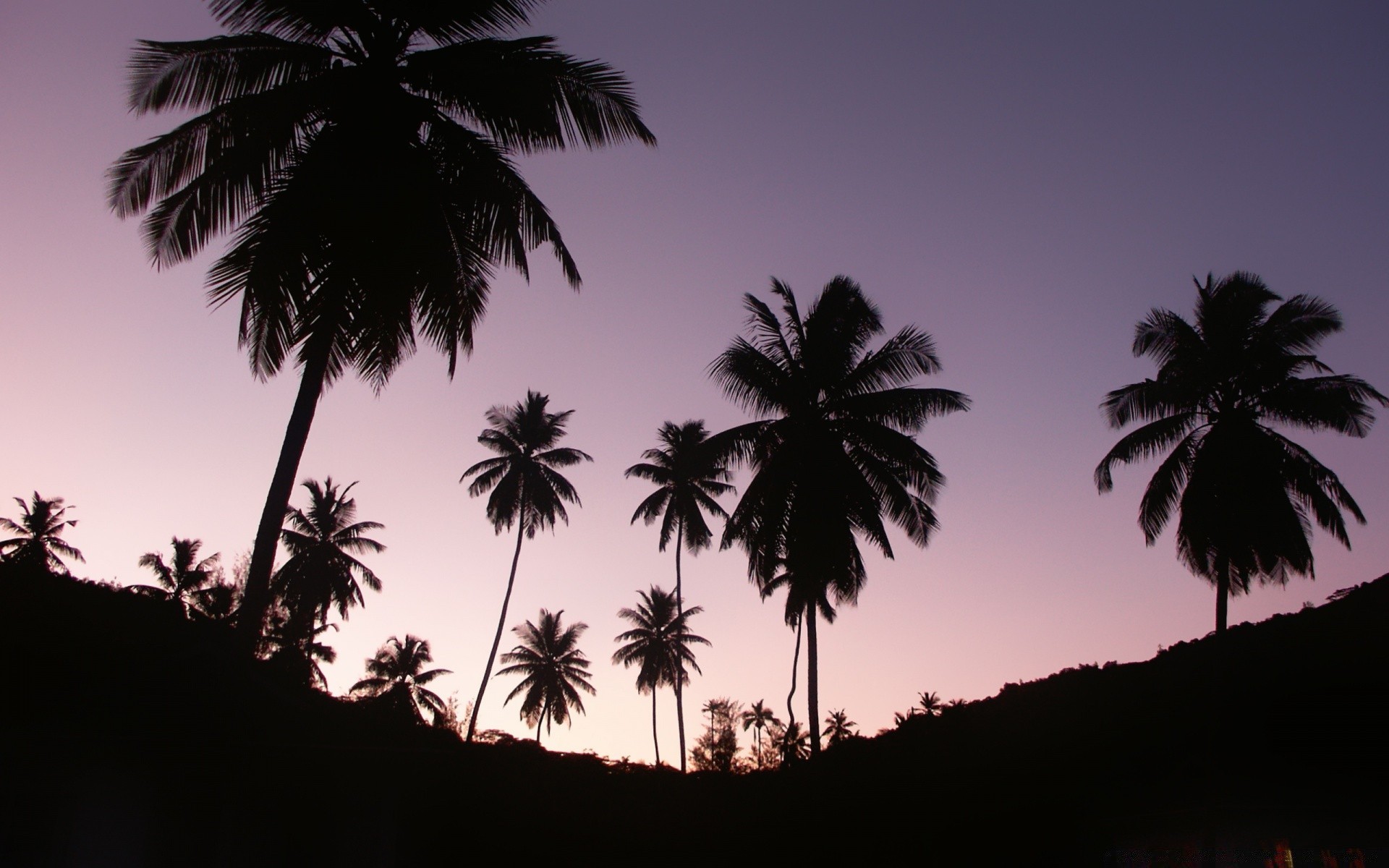 landschaft palmen strand baum meer tropisch kokosnuss idylle insel resort sonne exotisch reisen urlaub sand entspannung hintergrundbeleuchtung landschaft