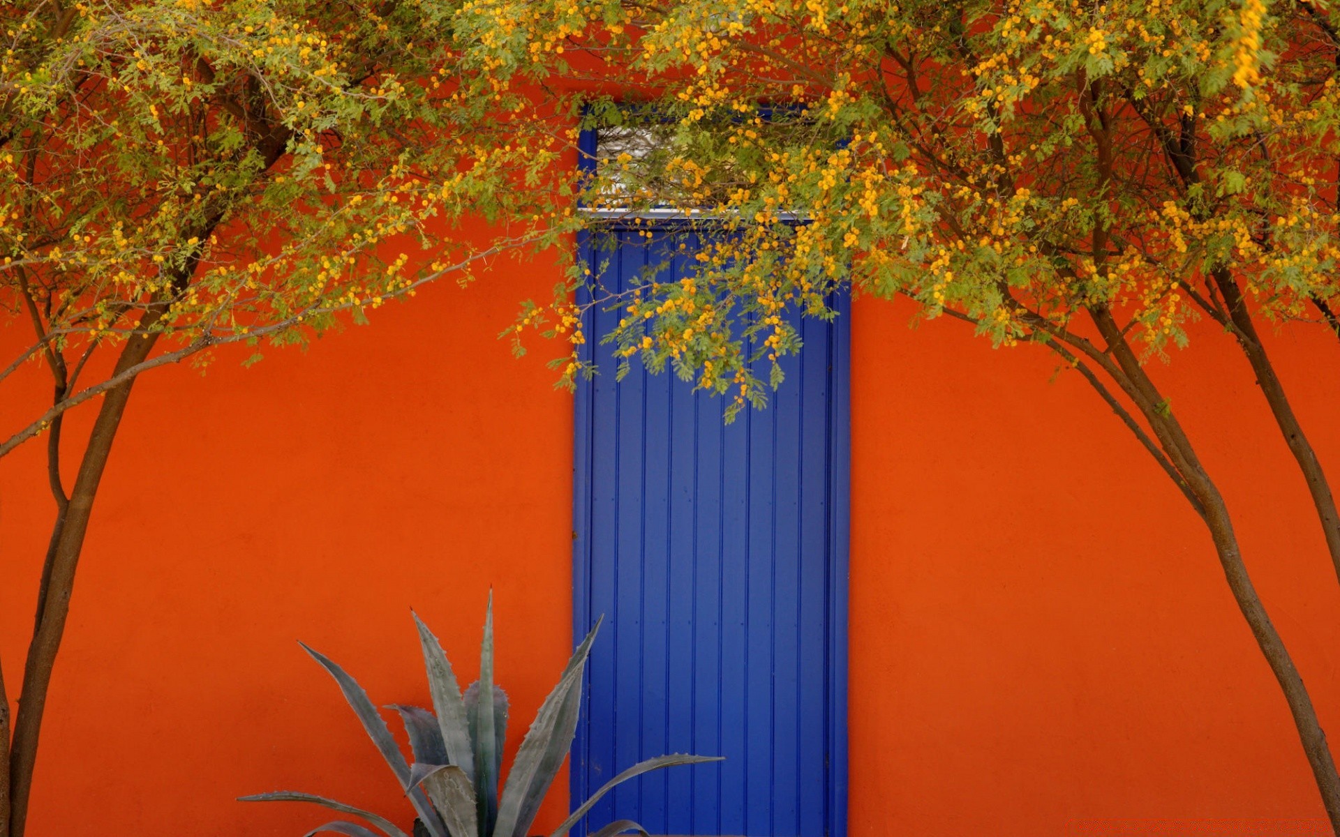 paisaje hoja otoño árbol naturaleza madera color escritorio flora rama al aire libre brillante