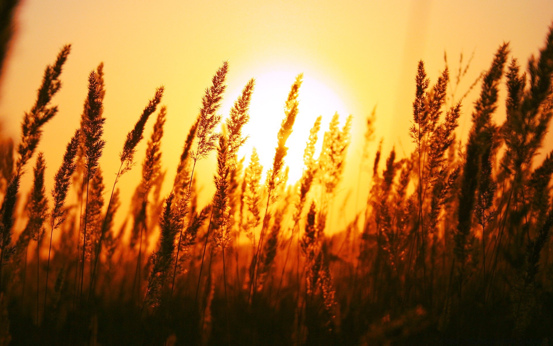 landschaft getreide weizen sonne sonnenuntergang dämmerung herbst des ländlichen wachstum natur gold brot mais gutes wetter im freien feld gras weide landschaft bauernhof