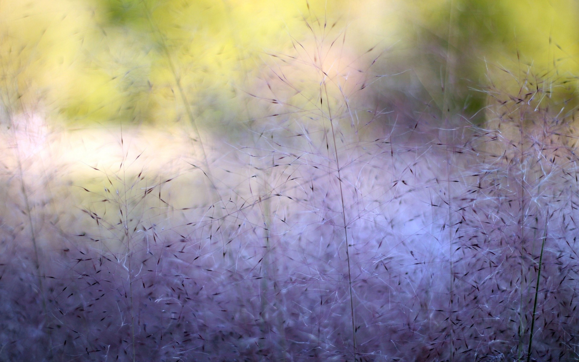 manzara soyut masaüstü doku renk desen tasarım arka plan doğa bağbozumu çiçek dekorasyon duvar kağıdı sanat flora ışık parlak güzel fotoğraf çerçevesi sezon yaprak