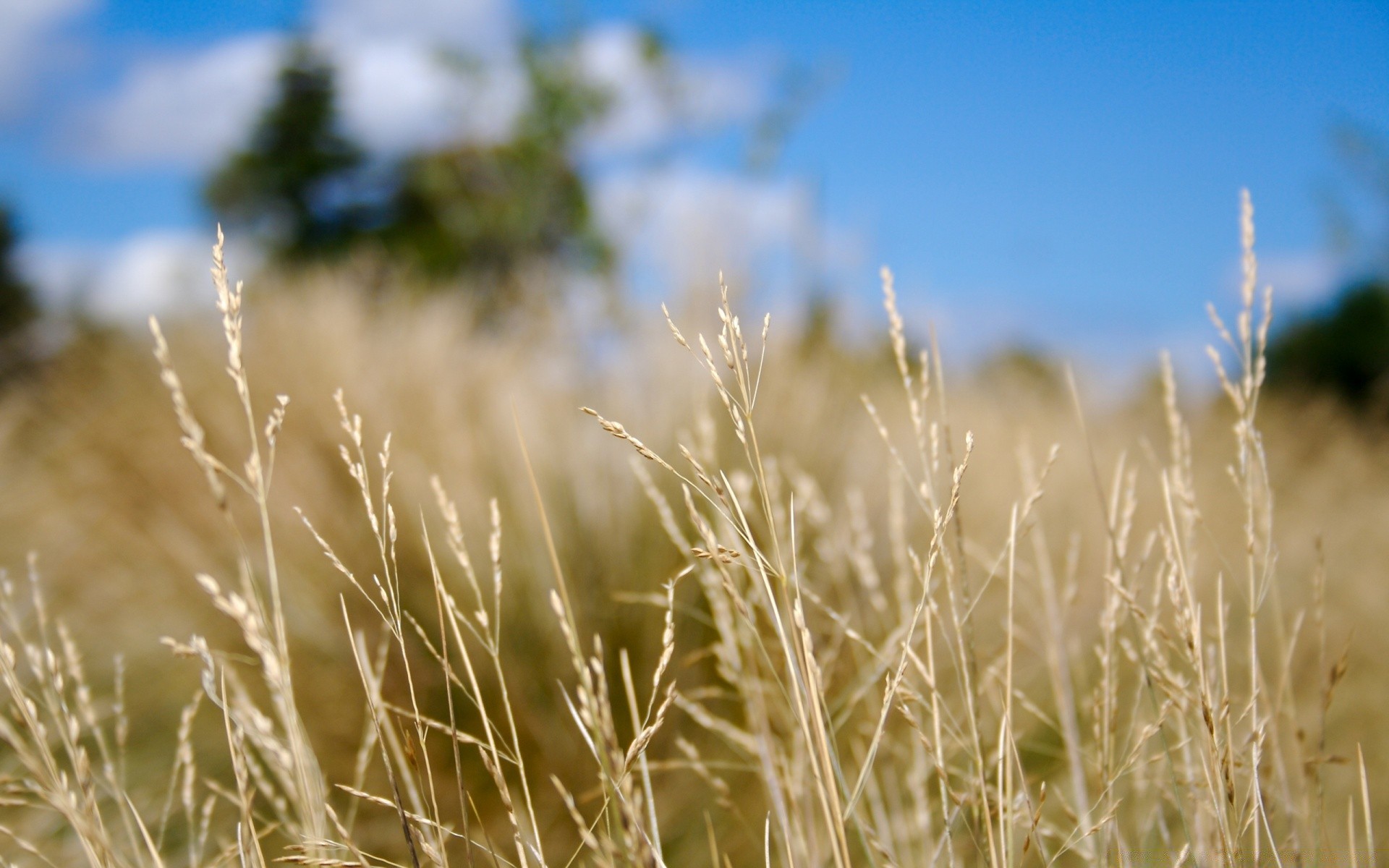 landscapes nature sun rural fair weather grass summer field wheat growth outdoors sky pasture cereal dawn countryside farmland bright corn straw