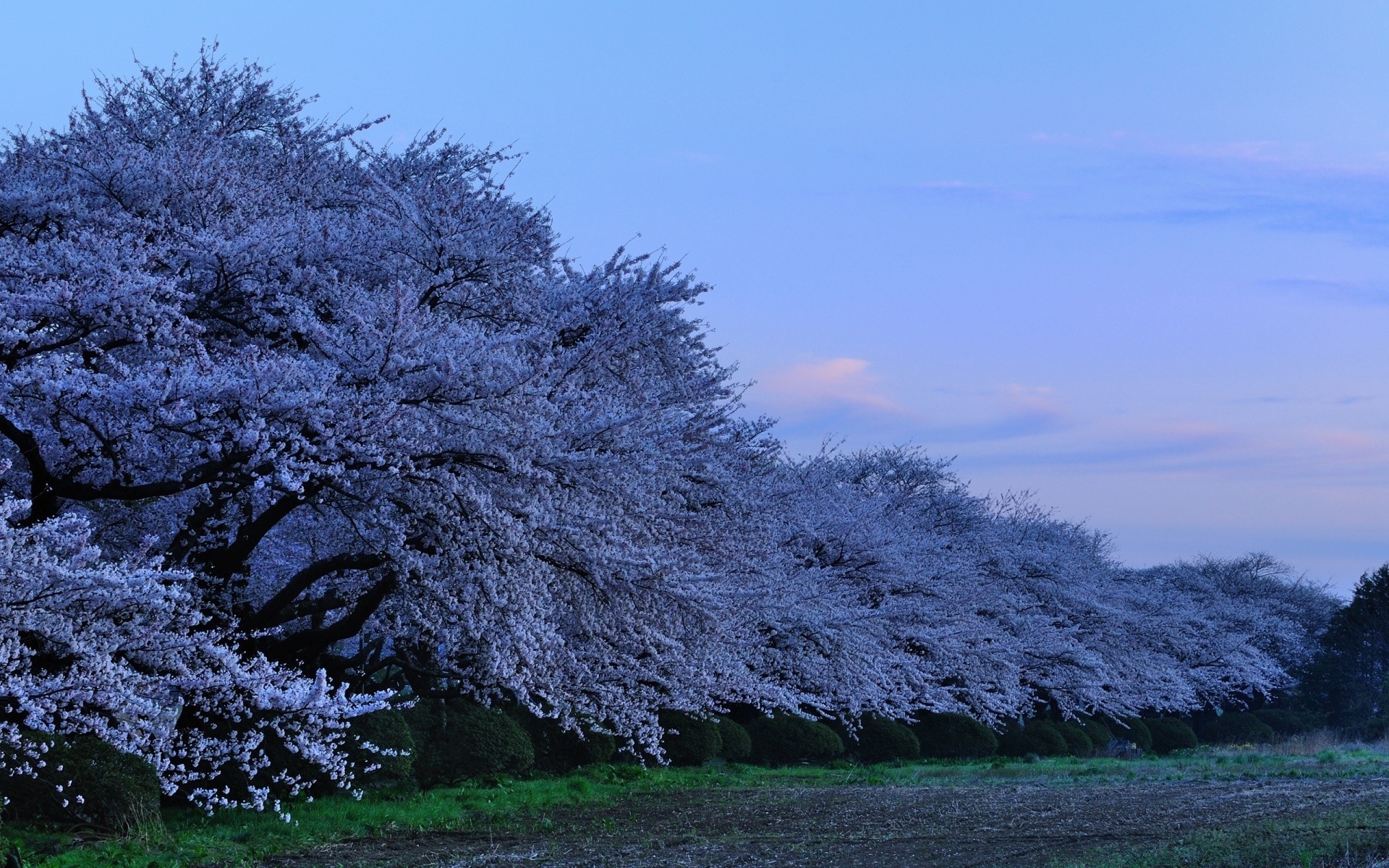 paesaggio albero paesaggio inverno stagione neve natura gelo legno parco scenico tempo freddo ramo all aperto campagna scena paesaggio rurale