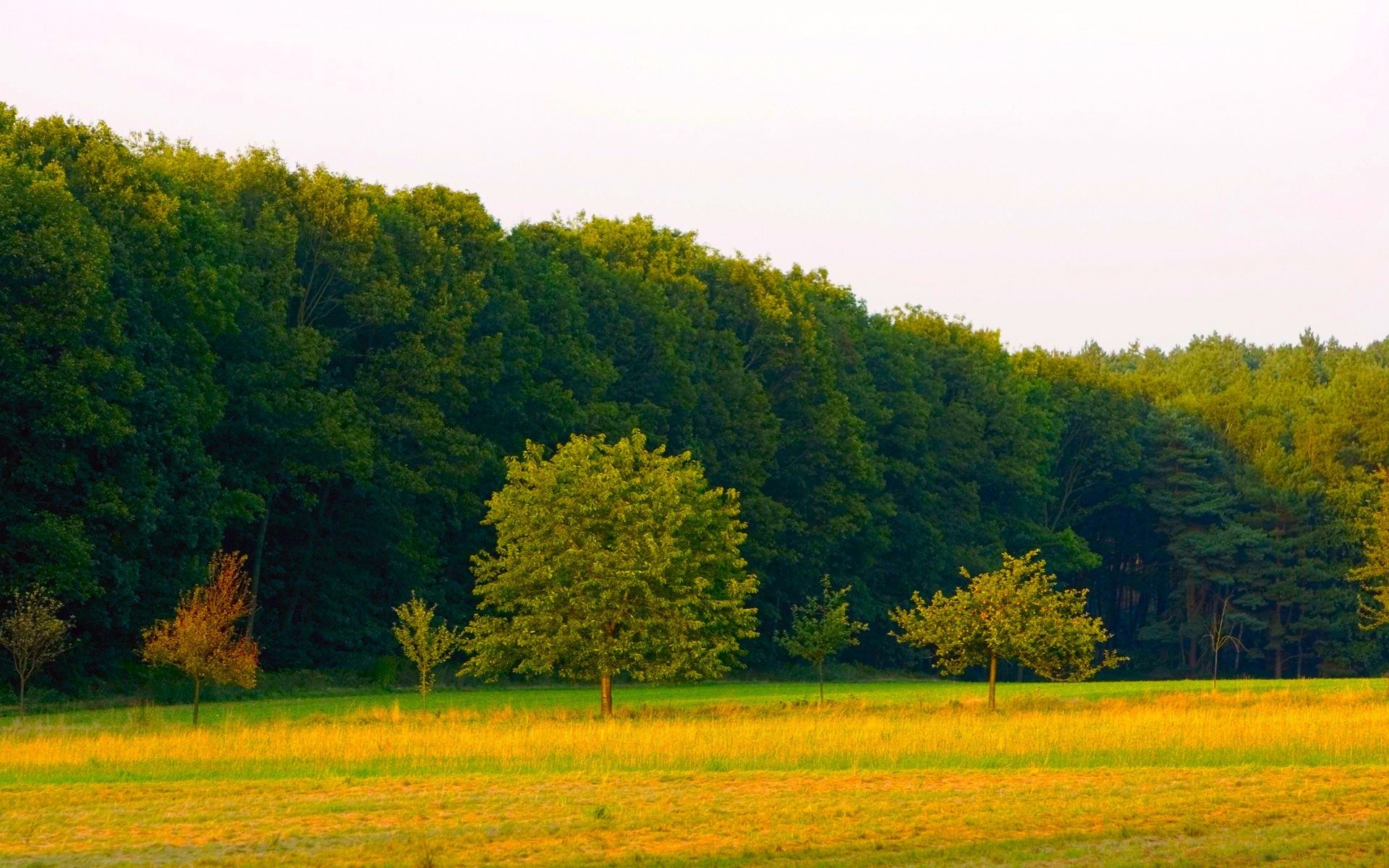 paysage paysage arbre nature champ campagne rural été en plein air foin ciel herbe beau temps l agriculture bois pittoresque idylle ferme soleil pâturage