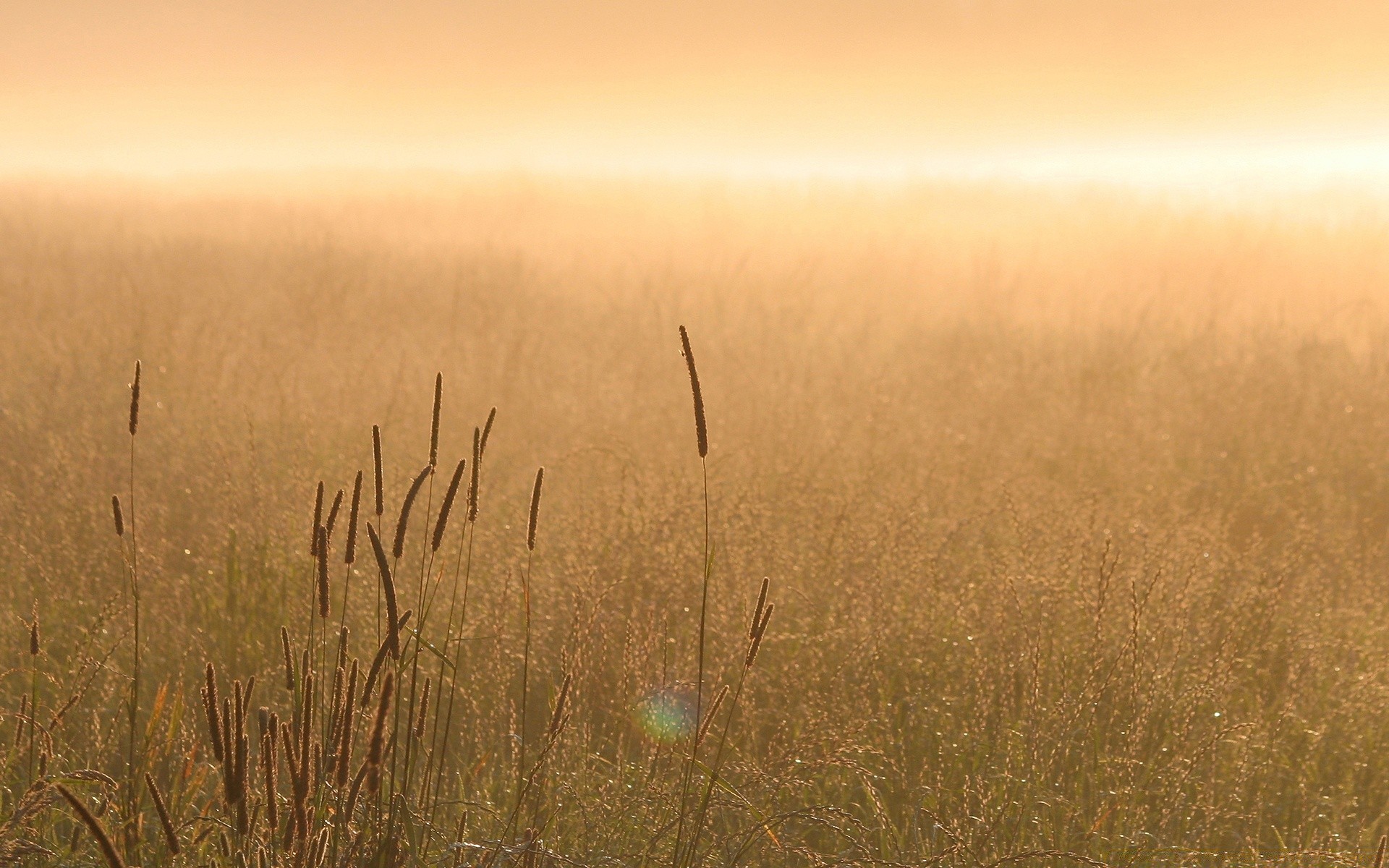 paysage coucher de soleil aube paysage soleil nature ciel herbe champ beau temps brouillard sec lumière pâturage rétro-éclairé à l extérieur crépuscule lumière du jour