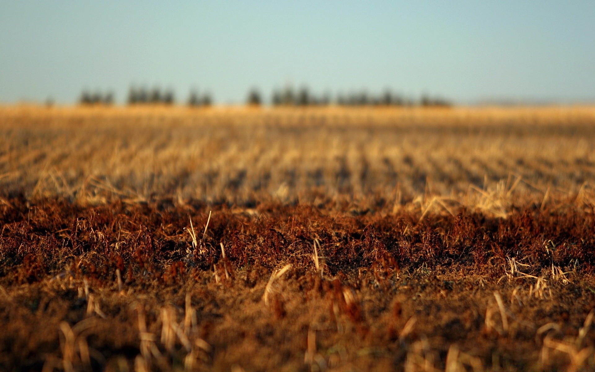 paysage agriculture champ ferme paysage terres cultivées céréales récolte pâturage à l extérieur nature coucher de soleil sol blé croissance maïs sec ciel pays rural