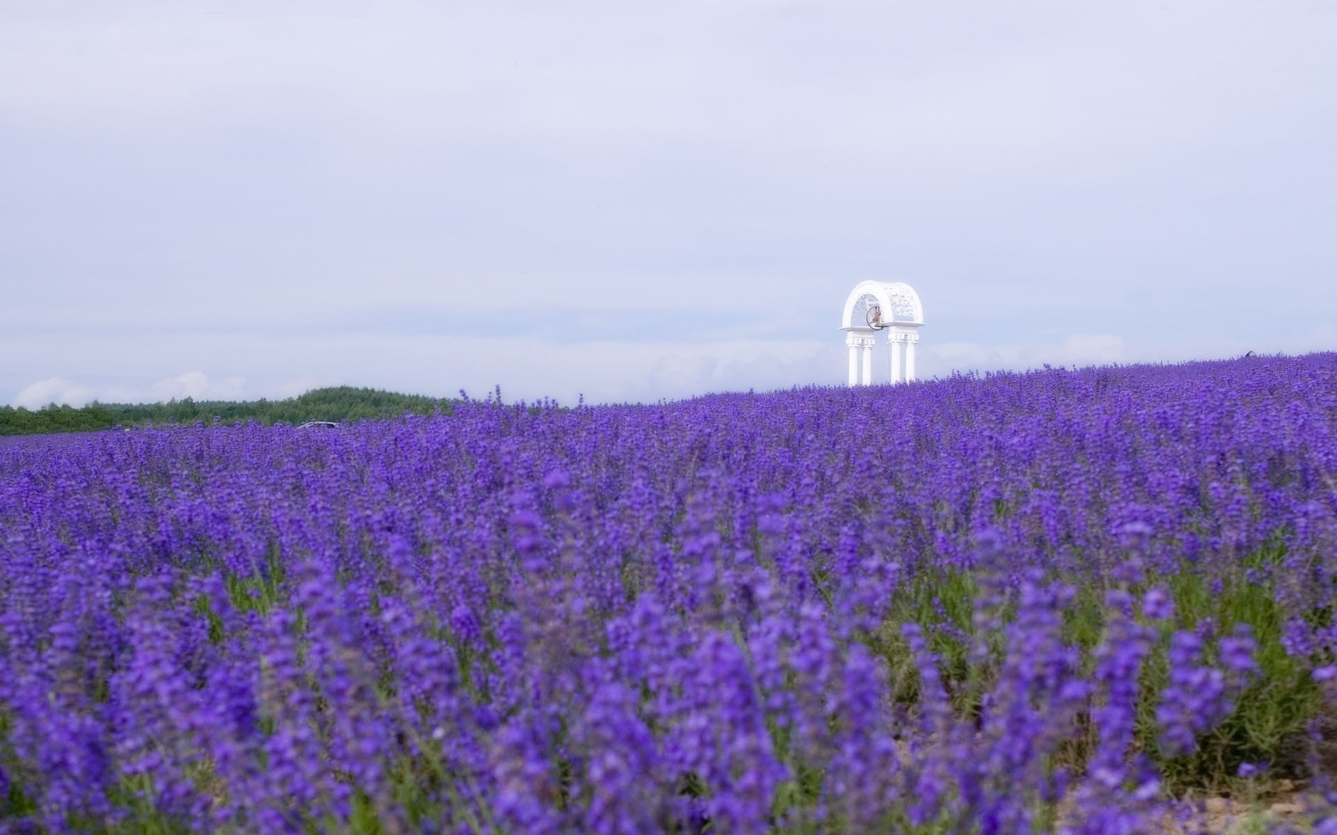 paysage paysage fleur champ agriculture rural nature été à l extérieur flore foin campagne ciel croissance ferme environnement lumière du jour pâturage herbe saison