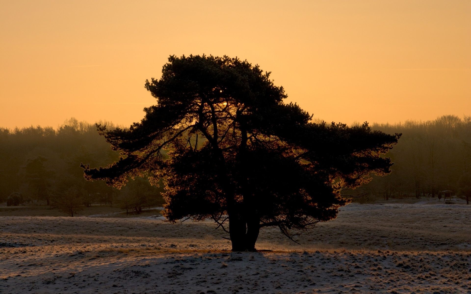 paisagens amanhecer pôr do sol árvore névoa paisagem névoa iluminação noite inverno ao ar livre sol outono água mofo natureza crepúsculo