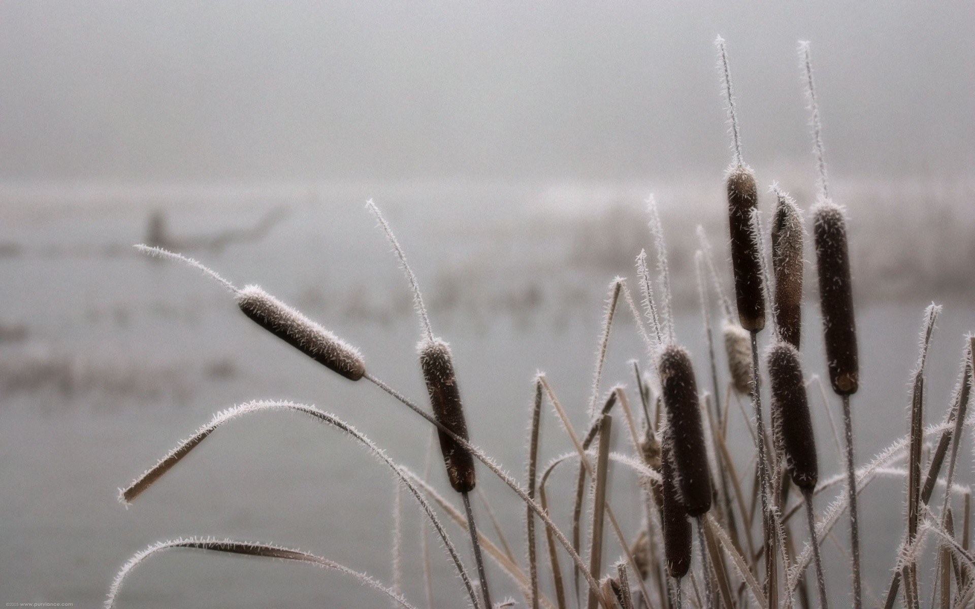 paesaggio gelo natura inverno reed tife all aperto neve erba sfocatura estate fiore primo piano