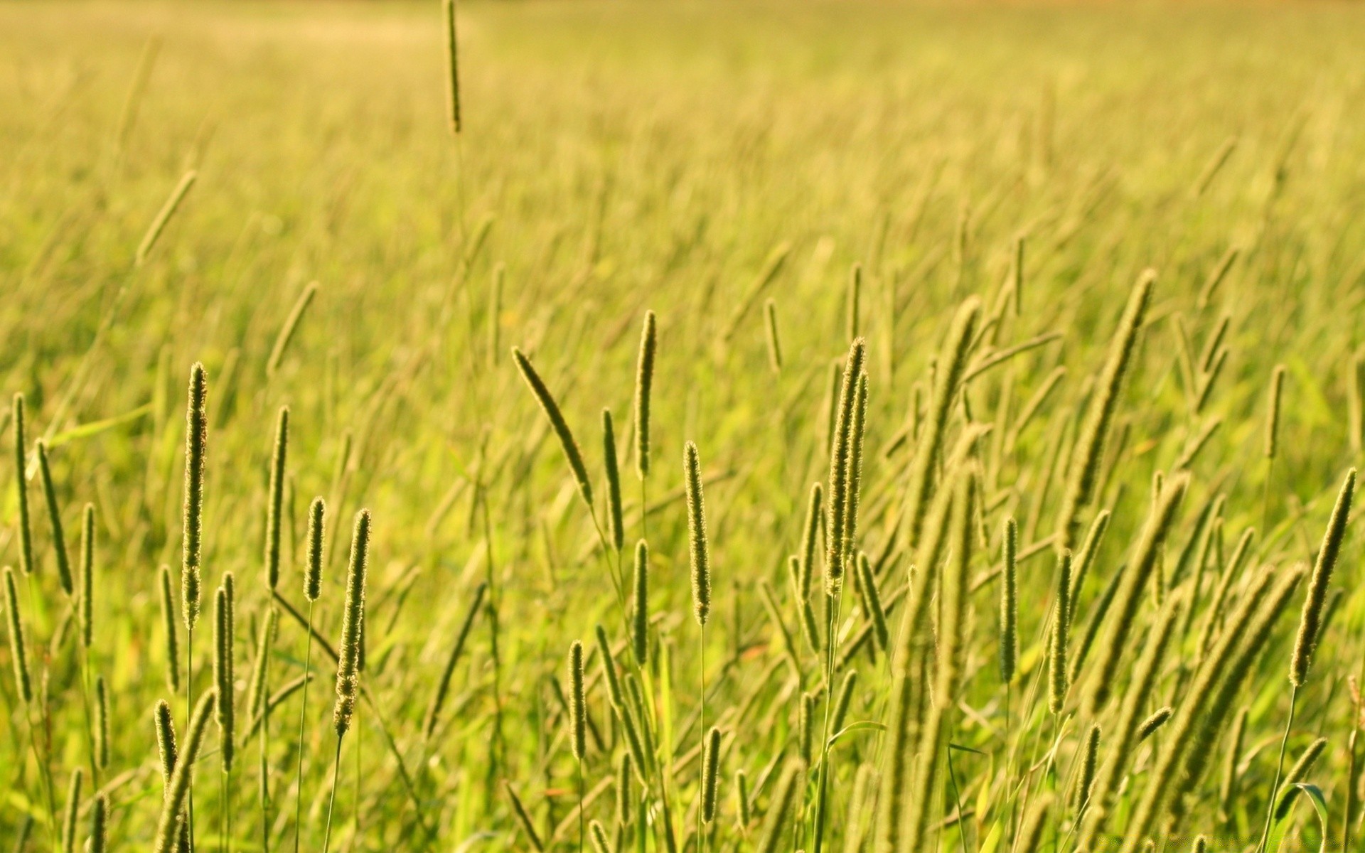 paesaggio campo cereali rurale erba crescita grano fattoria pascolo raccolto fieno agricoltura terreno agricolo campagna natura estate flora paese sole